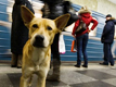Dogs in Public Transportation