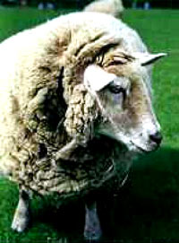 Genetiki inenjering na ovci [ 26.66 Kb ]