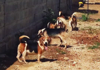 Indija - osloboeni psi iz laboratorija [ 351.51 Kb ]