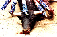 Bull-fighting and Fiesta -08 [ 29.26 Kb ]