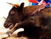 Bull-fighting and Fiesta - 11 [ 27.31 Kb ]