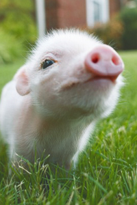 Beba svinja