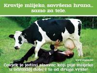 Kravlje mlijeko savrena hrana samo za tele [ 561.36 Kb ]