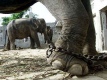 Slonovi u zoolokom vrtu
