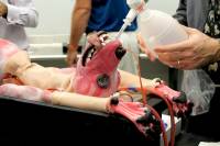 SynDaver Synthetic Canine , www.veterinarypracticenews.com [ 235.96 Kb ]