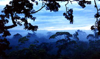 Rain forest [ 32.61 Kb ]