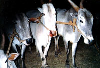 Krave u Indiji [ 53.59 Kb ]