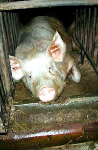 Pig farm 2 [ 69.14 Kb ]