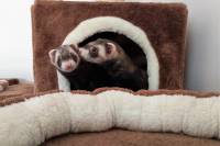 Domestic ferrets - Tvorum [ 318.27 Kb ]