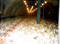 Chicken farm 3 [ 43.93 Kb ]