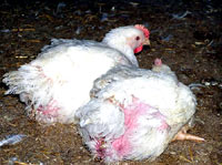 Chicken farm 8 [ 36.51 Kb ]