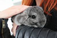 Adopted chinchillas 13 [ 64.93 Kb ]