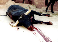 Bullfight 1 [ 42.10 Kb ]
