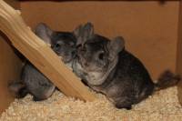 Rescued chinchillas in their homes [ 1.05 Mb ]