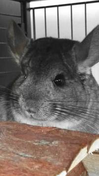 Rescued chinchillas in their homes [ 176.00 Kb ]