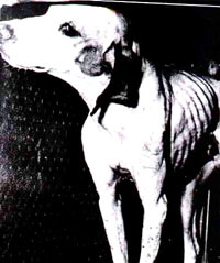 Vivisection 7 (dog) [ 38.50 Kb ]