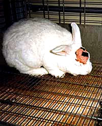 Vivisection 8 (rabbit) [ 40.88 Kb ]
