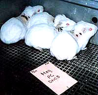 Vivisection 11 (white mouses) [ 27.83 Kb ]