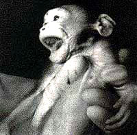 Vivisection 12 (monkey) [ 28.25 Kb ]