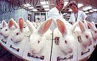 Vivisection 40 (rabbits) [ 23.48 Kb ]