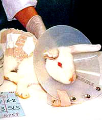 Vivisection 53 (rabbit) [ 28.22 Kb ]