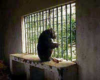 Gorilla in the zoo [ 18.58 Kb ]