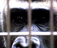 Gorila u kavezu [ 37.93 Kb ]