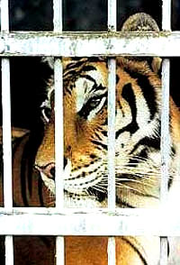 Tigar u zoološkom vrtu [ 41.85 Kb ]