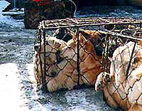 Dog meat 4 [ 34.33 Kb ]