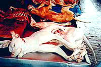 Dog meat 6 [ 26.96 Kb ]