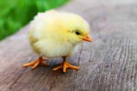 chick [ 343.94 Kb ]