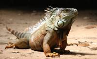 iguana [ 493.89 Kb ]