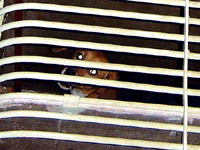 Undercover Beagle photo 6 [ 23.43 Kb ]
