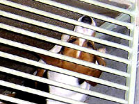 Undercover Beagle photo 11 [ 28.71 Kb ]