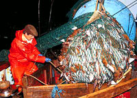 overfishing [ 25.51 Kb ]