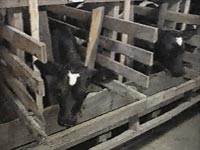 Life on a farm - the row of veal crates [ 1.07 Mb ]