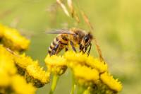 Zabrana urbanog pčelarstva