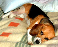 The beagle at home 6 [ 30.95 Kb ]