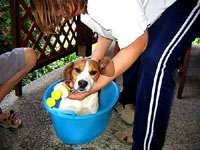 The beagle at home 14 [ 36.29 Kb ]