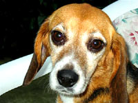 The beagle at home 17 [ 27.32 Kb ]