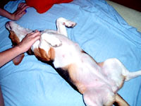 The beagle at home 19 [ 51.26 Kb ]