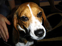 The beagle at home 29 [ 115.76 Kb ]