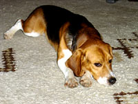 The beagle at home 36 [ 78.79 Kb ]