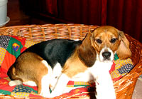 The beagle at home 37 [ 94.69 Kb ]