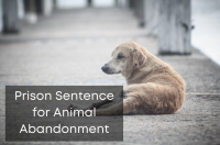Prison Sentence for Animal Abandonment