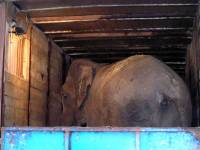 Slon u cirkusu Gaertner [ 41.28 Kb ]