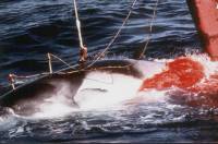 Whaling [ 49.18 Kb ]