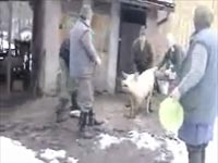 Video footage of a backyard pig-slaughter of Jan 7, 2006 [ 552.70 Kb ]
