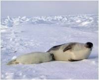 Mother and baby harp seals [ 30.29 Kb ]
