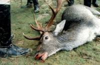 Izvor fotografije: A.R.M.O.R.Y - ubijeni jelen [ 56.99 Kb ]